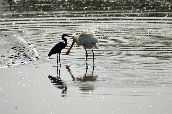 Küstenreiher und Löffler