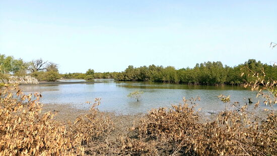 In den Mangroven bei Juffureh