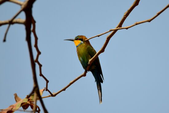 Schwalbenschwanzspint (Bienenfresser)