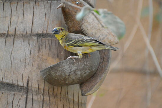 Frau Weber an der Futterstelle