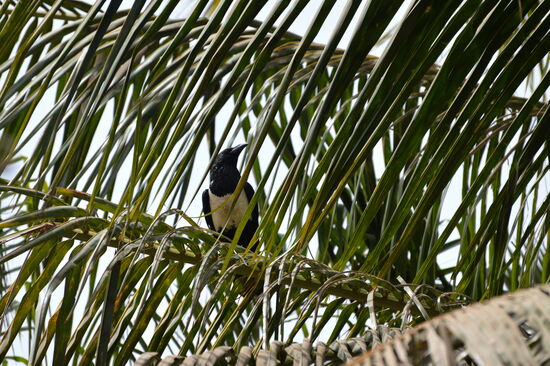 Schildrabe auf der Palme