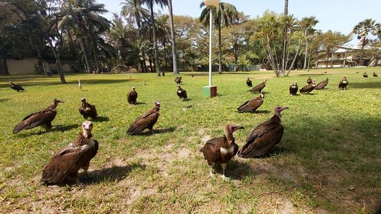 Kappengeier in der Anlage des Senegambia Hotels