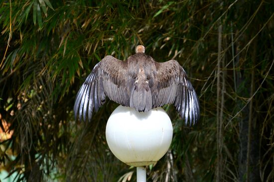 Kappengeier in der Anlage des Senegambia Hotels
