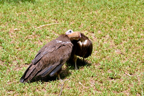 Auch Geier können zärtlich sein...