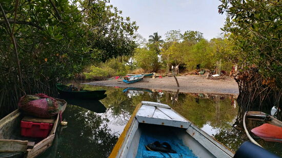 Unterwegs in den Mangroven