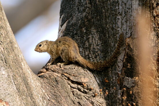 Baumhörnchen