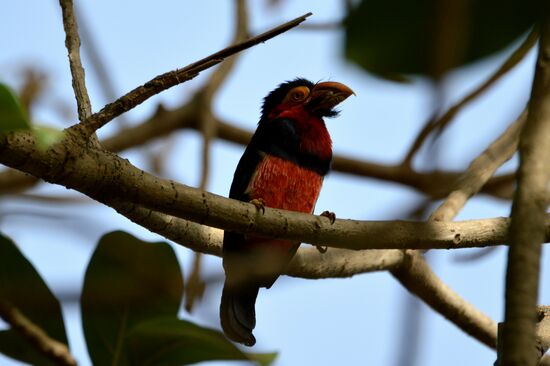 Senegal-Furchenschnabel (entfernter Verwandter unserer Spechte)