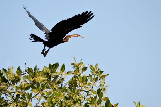 Afrikanischer Schlangenhalsvogel