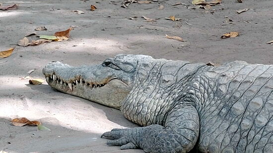 Entspannte Urzeitechse