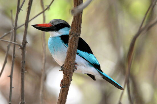 Zügelliest (Verwandter unseres Eisvogels)