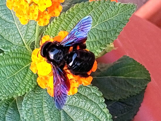 Große Blaue Holzbiene