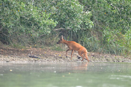 Ein Reh geht an Land...