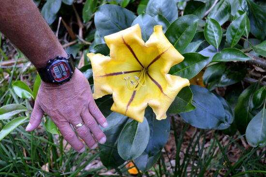 Solandra grandiflora (Goldkelch)