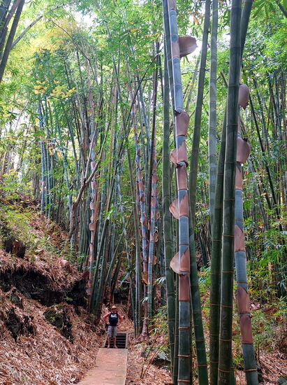 Beeindruckender Bambus