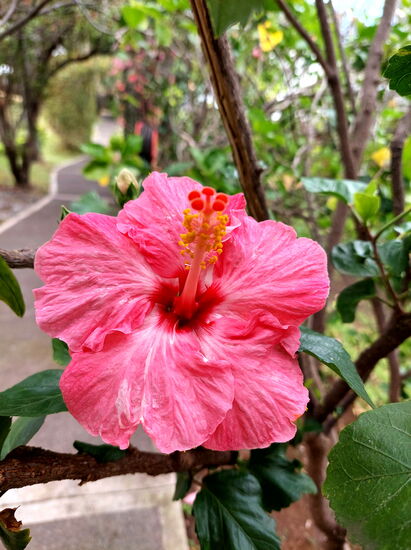 Blütenpracht in der Anlage der Cases Couleurs (Hibiscus)