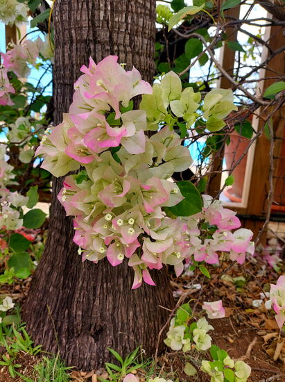Blütenpracht in der Anlage der Cases Couleurs (Bougainvillea)
