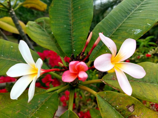 Blütenpracht in der Anlage der Cases Couleurs (Frangipani)
