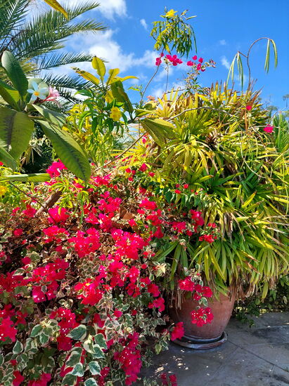 Pflanzenpracht am Pool