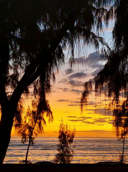 Filaos vor dem Abendhimmel