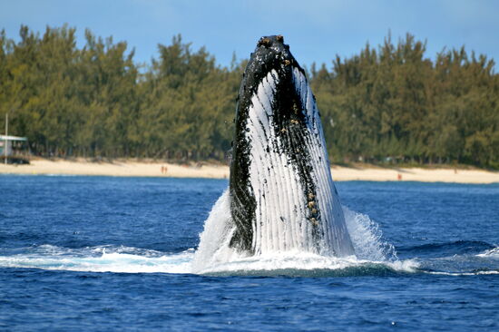 Springfreudige Buckelwal-Mutter