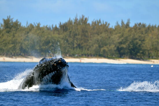 Springfreudige Buckelwal-Mutter bei der Landung