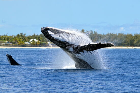 Springfreudige Buckelwal-Mutter mit Nachwuchs