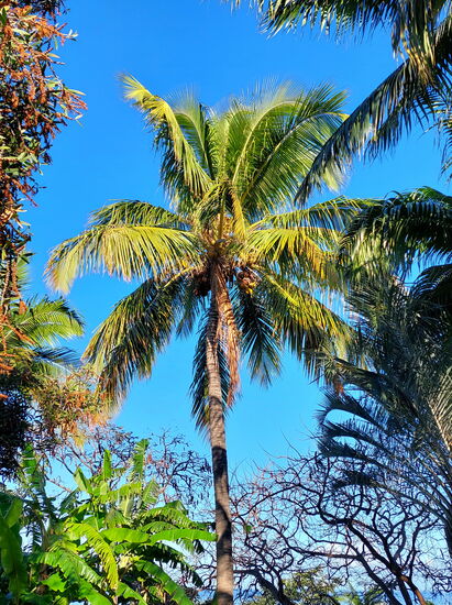 Palme in der Anlage der Cases Couleurs