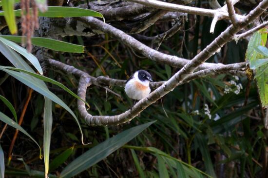 Réunion-Schwarzkehlchen