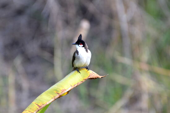 Rotohr-Bülbül im "Jardin d'Eden"