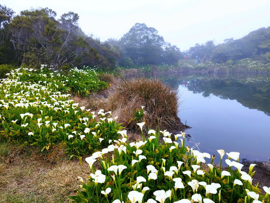 Piton de l'Eau im leichten Nebel