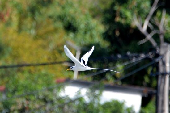 Tropikvogel über den Cases Couleurs