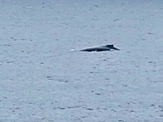 Buckelwal-Mutter mit Nachwuchs