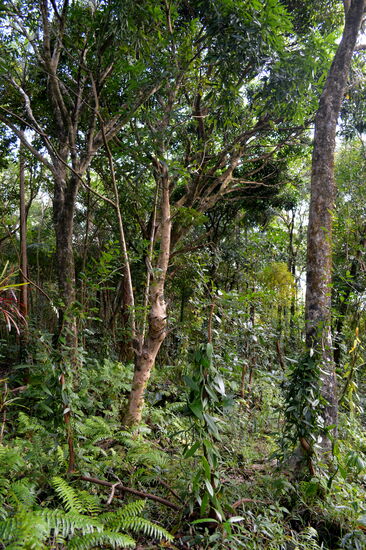 Vanilleanbau im Urwald
