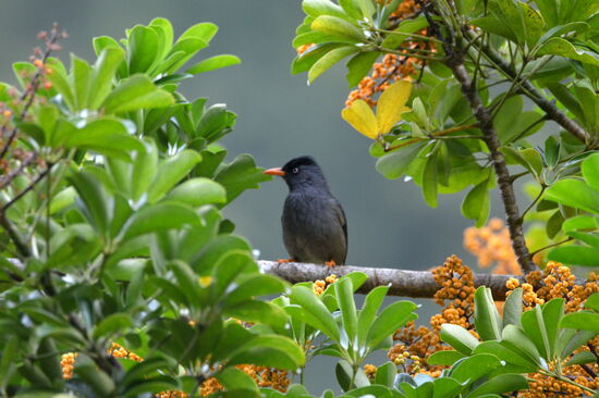 Réunion-Bülbül in einer Schefflera