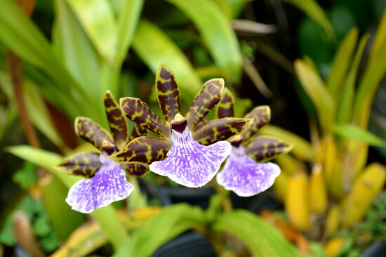 Orchidee im Garten der Maison Folio