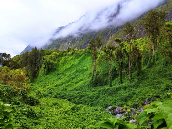 Grüne Wand im Cirque de Salazie