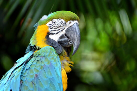 Gelbbrustara im Jardin