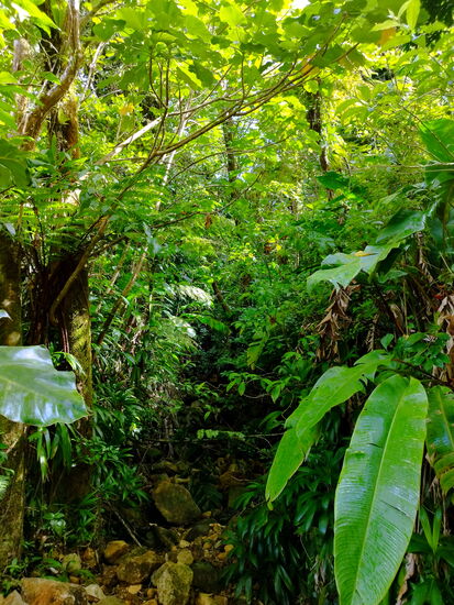 Urwald am "Damenweg"