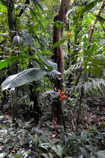 Urwald am "Damenweg"