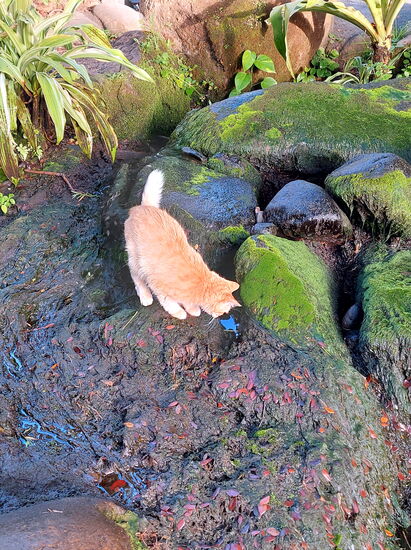 "Unser" Katerchen im Jardin