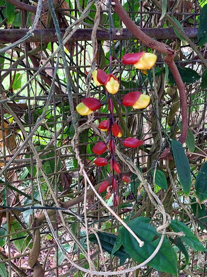 Außergewöhnliche Blüte