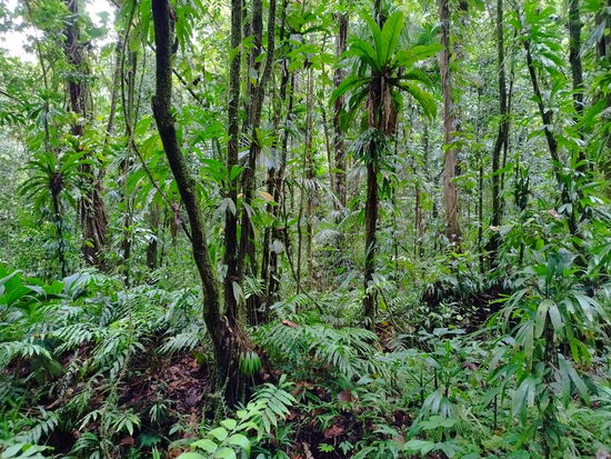 Urwald in der Nähe der Maison de la Forêt