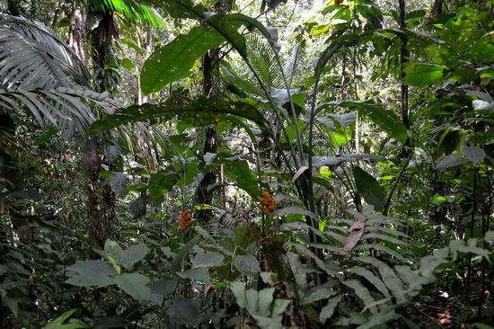 Urwald in der Nähe der Maison de la Forêt