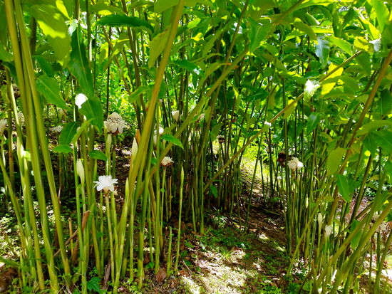 Im Jardin de Valombreuse