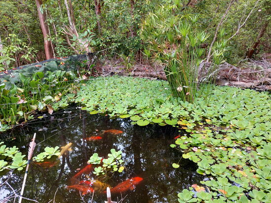 Koi-Teich in der Anlage "Esprit Caraïbe"