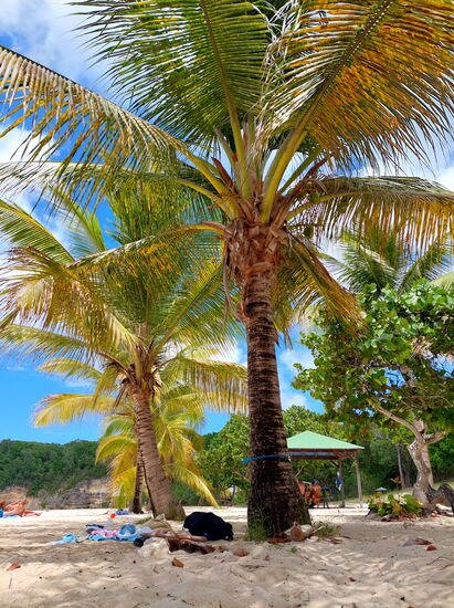 Strand an der Anse Laborde