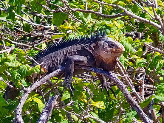 Leguan auf Petite-Terre