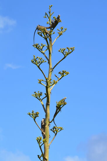 Vier (!!) Leguane auf einer Agavenblüte