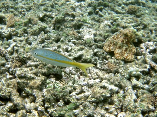 Gelbschwanz-Schnapper und Karibischer Riffkrake