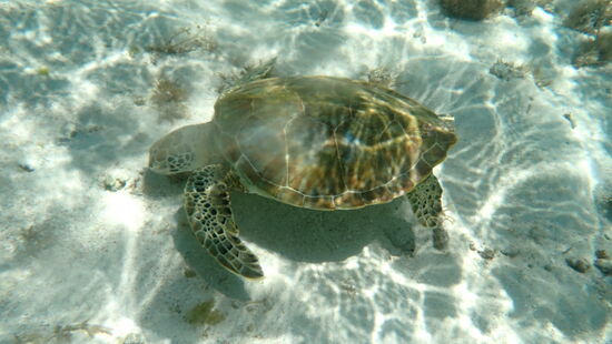 Grüne Meeresschildkröte